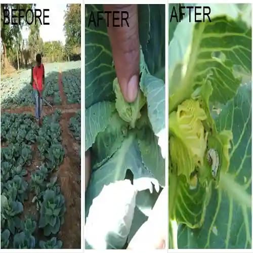 ALBATA Royal Larvend NOCA, SATTVIK and KRUSHI Certified, Non Toxic, Eco friendly. - Image 3