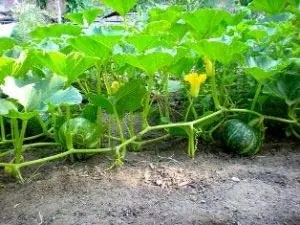 Shine Nirvana Pumpkin Seeds - (Kaddu Seeds) Excellent Germination Quality