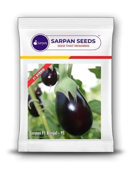 Sarpan F1 Brinjal-95 Brinjal Seeds - (Eggplant Seeds) Very High Yielding, Non Spiny Variety