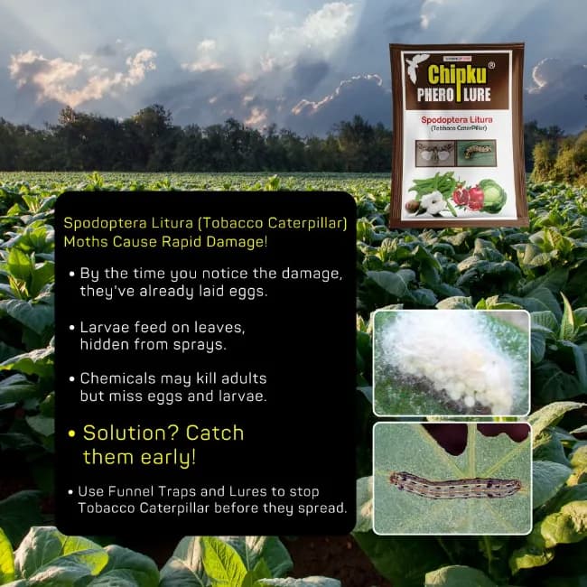 Chipk Pheromone Trap Funnel With Spodoptera Litura Lure For Brown Spotted & Tobacco Caterpillar, Useful In Cotton, Sunflower, Caster, Groundnut Crops. - Image 5