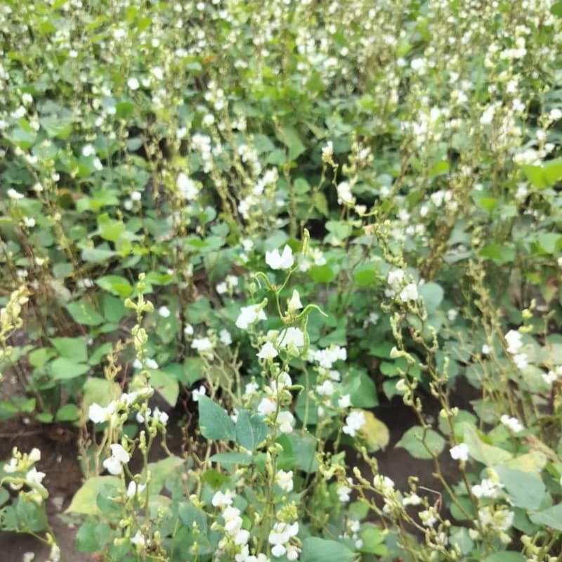 Sagar-5 F1 Hybrid Indian Bean Seeds, High Yield And Bushy, Ideal For Kharif And Summer - Image 2