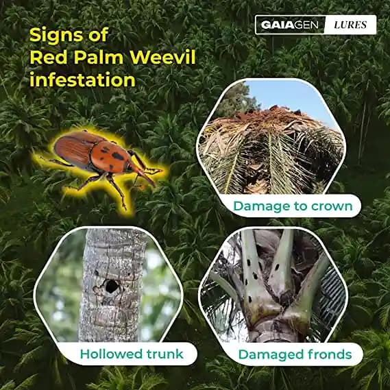Gaiagen RPW Lure With Insect Bucket Traps, Pheromone Lure For Red Palm Weevil (Rhynchophorus Ferrugineus), IMO Certified. - Image 4