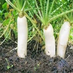 Jivit F1 Hybrid Royal Radish Seeds, Small Foliage with Dark Green Leaves, Excellent Tolerance Against Virus 2