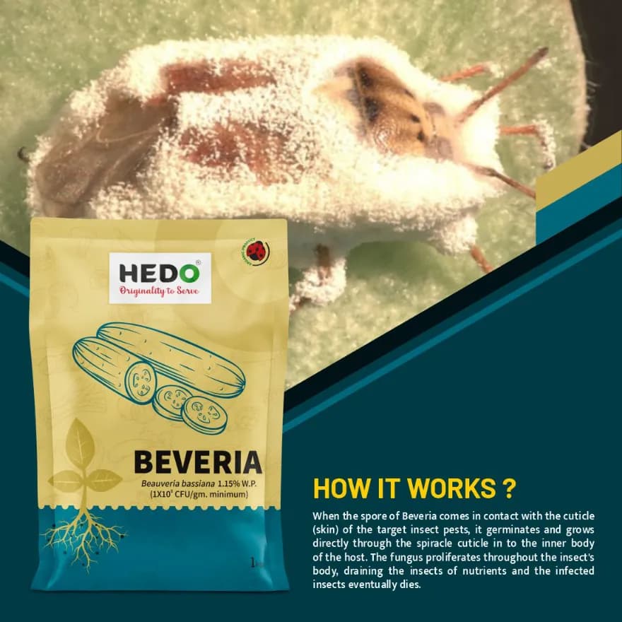 HEDO Beveria (Beauveria Bassiana 1.15% WP) Powder Bio Pesticide For Vegetables, Fruits & All Crops, Broad Spectrum Control - Image 3