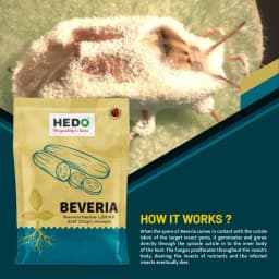 HEDO Beveria (Beauveria Bassiana 1.15% WP) Powder Bio Pesticide For Vegetables, Fruits & All Crops, Broad Spectrum Control 3