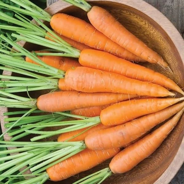 Sagar KURODA F1 Hybrid Carrot Seeds, High Yield, Orange Roots, Suitable For Rabi Season - Image 3