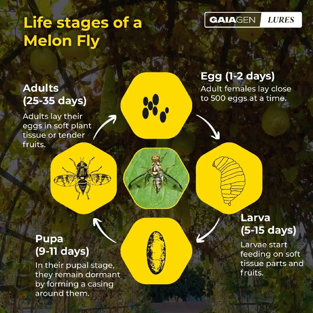 Gaiagen Pheromone Lure For Melon Fly (Bactrocera Cucurbitae) And Insect Fly Trap, IMO Certified. - Image 5