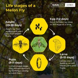 Gaiagen Pheromone Lure For Melon Fly (Bactrocera Cucurbitae) And Insect Fly Trap, IMO Certified. 5