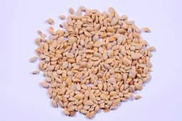 RK Seeds Lemon Seed, Lemon Seed For Planting Lemon Seed For All season, Best In Germination 1