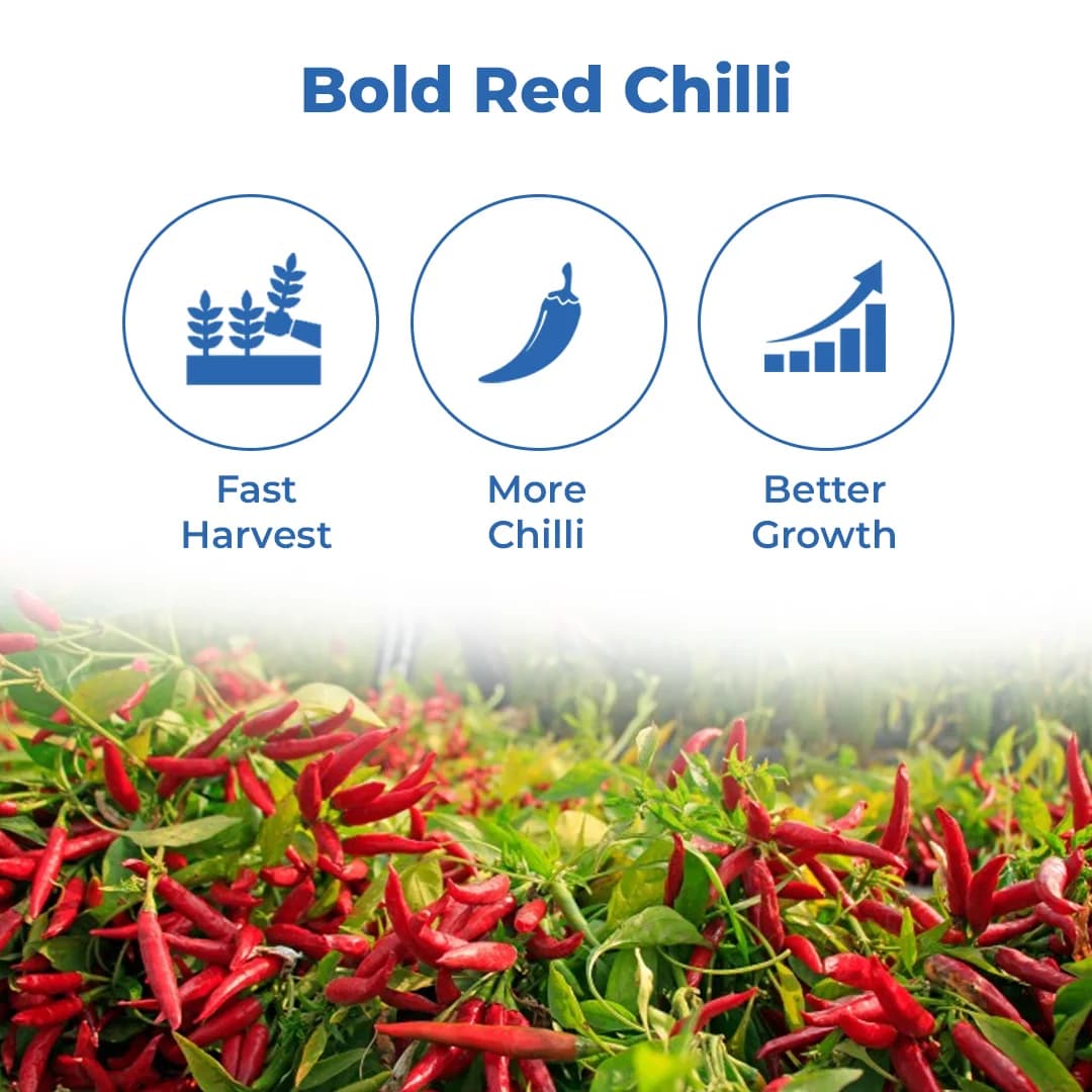 Advanta AK-47 F1 Hybrid Chilli Seeds, Mirchi Ke Beej, Deep Red & Dark Green, Dual-Purpose & Tolerance to LCV. - Image 3