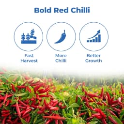 Advanta AK-47 F1 Hybrid Chilli Seeds, Mirchi Ke Beej, Deep Red & Dark Green, Dual-Purpose & Tolerance to LCV. 3