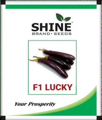 Shine F1 Lucky Brinjal Seeds - (Eggplant Seeds) Ideal For Kharif & Rainy Season - Image 2