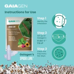 Gaiagen Tobacco Caterpillar (Spodoptera Litura) Pheromone Lure And Insect Funnel Traps, IMO Certified. 6