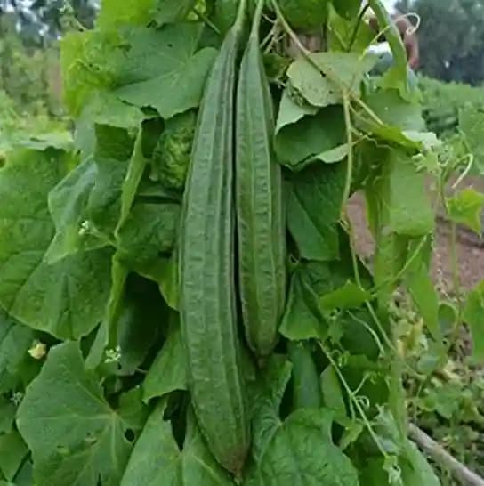 Jivit F1 Hybrid Ridge Gourd Seeds Js Dhruv, Strong and Sturdy Vines with Long Fruits - Image 2