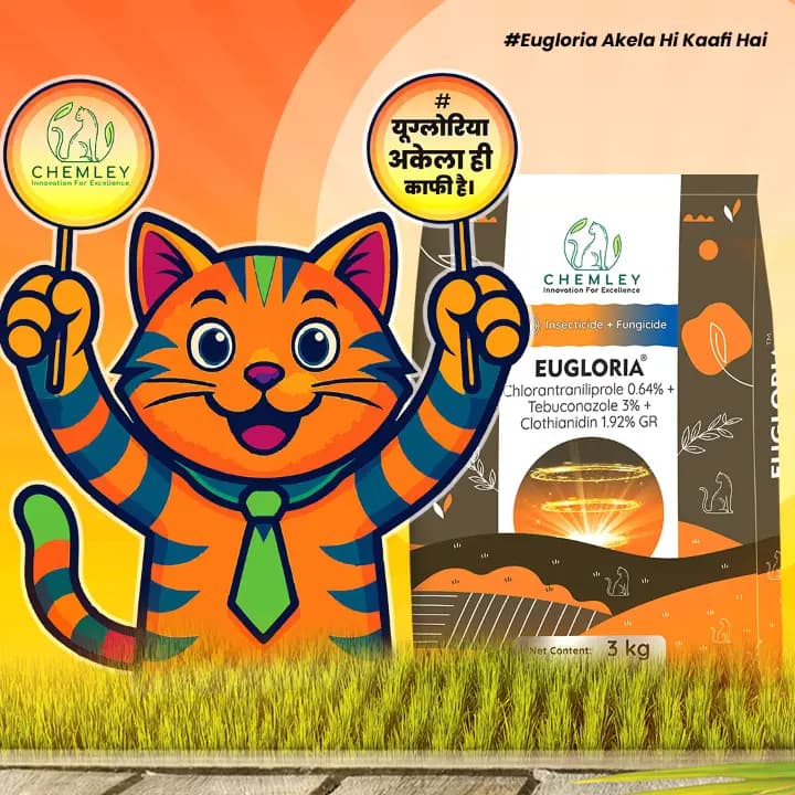 Chemley EUGLORIA Chlorantraniliprole 0.64% + Tebuconazole 3% + Clothianidin 1.92% GR Insecticide + Fungicide, Efficient For Pests And Disease Control - Image 3