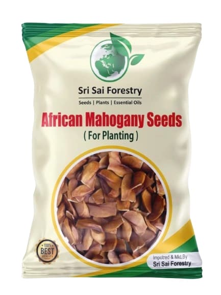 Sri Sai Forestry African Mahogany Tree Seeds, Swetania Mahogani Plant Seed