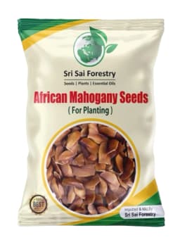 Sri Sai Forestry African Mahogany Tree Seeds, Swetania Mahogani Plant Seed 1