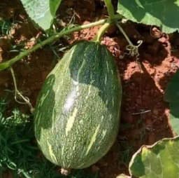 Jivit F1 Hybrid Pumpkin Seeds JS Large, Kaddu Ke Beej, Vegetable Seeds, Warm Season Crop 1