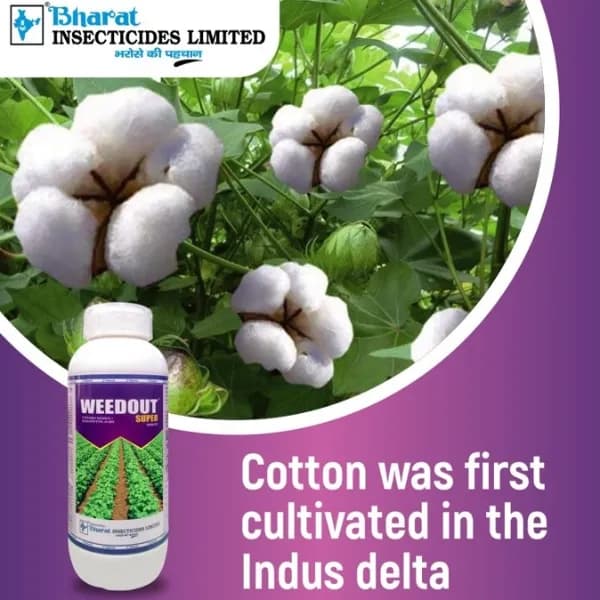 Bharat Certis Weedout Super Pyrithiobac Sodium 6% + Quizalofop Ethyl 4% MEC Herbicide, Highly Effective In Cotton Crop - Image 2