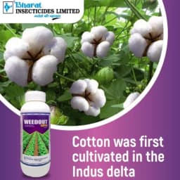Bharat Certis Weedout Super Pyrithiobac Sodium 6% + Quizalofop Ethyl 4% MEC Herbicide, Highly Effective In Cotton Crop 2