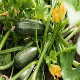 Jivit F1 Hybrid Zucchini Seeds Arjun Light Green, Early Maturity, Vigorous Growing Bush With Early Maturity. 1