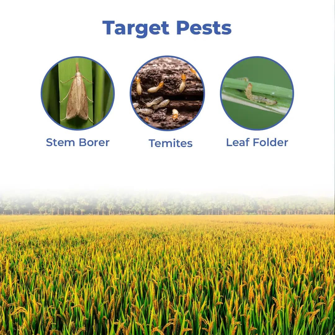 Bayer Regent Ultra Insecticide Fipronil 0.6% GR, Can Be Used At Any Stage Of The Crop. - Image 3