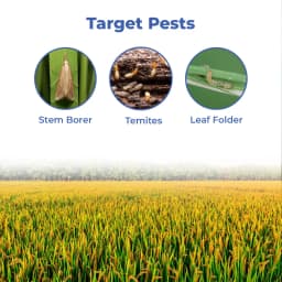 Bayer Regent Ultra Insecticide Fipronil 0.6% GR, Can Be Used At Any Stage Of The Crop. 3