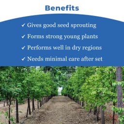 SRI SAI FORESTRY Red Sandal Seeds (Pterocarpus Santalinus , Lal Chandan or Raktachandan) 4