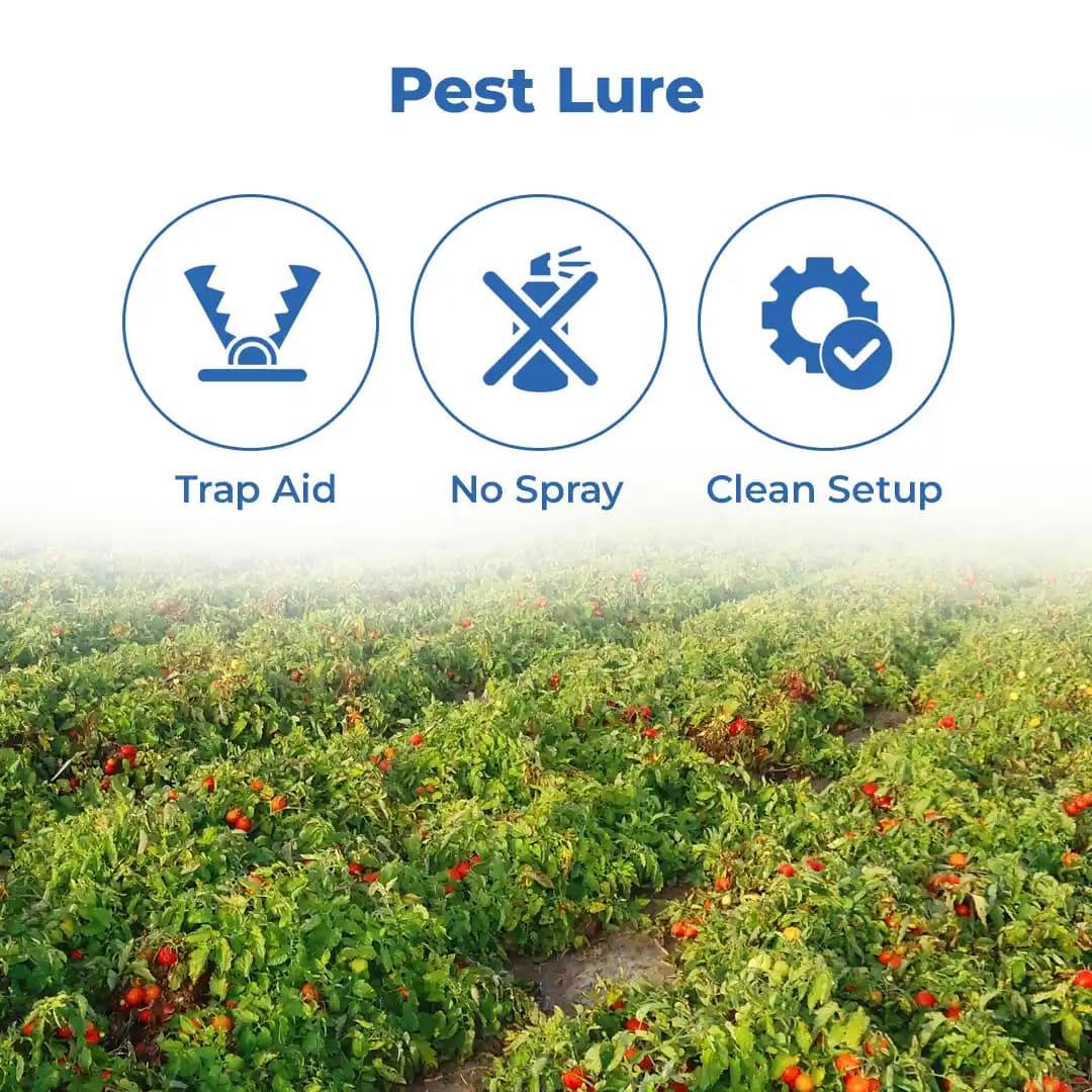 Water Pheromone Trap With TU-TOM Pheromone Lure (Tuta Absoluta ,Tomato Leafminer) for Tomato, Cherry Tomato, and Potato. - Image 3