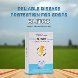TATA Rallis Blitox Copper Oxychloride 50% WP , Very effective Fungicide for the control of diseases on field, garden and plantation Crops. 2