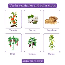 एफएमसी कोरागेन क्लोरांट्रानिलीप्रोल 18.5% डब्ल्यूडब्ल्यू एससी, व्यापक प्रभावी कीटनाशक 4