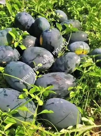 Black King Watermelon (Tarbuj) Seeds - Image 1