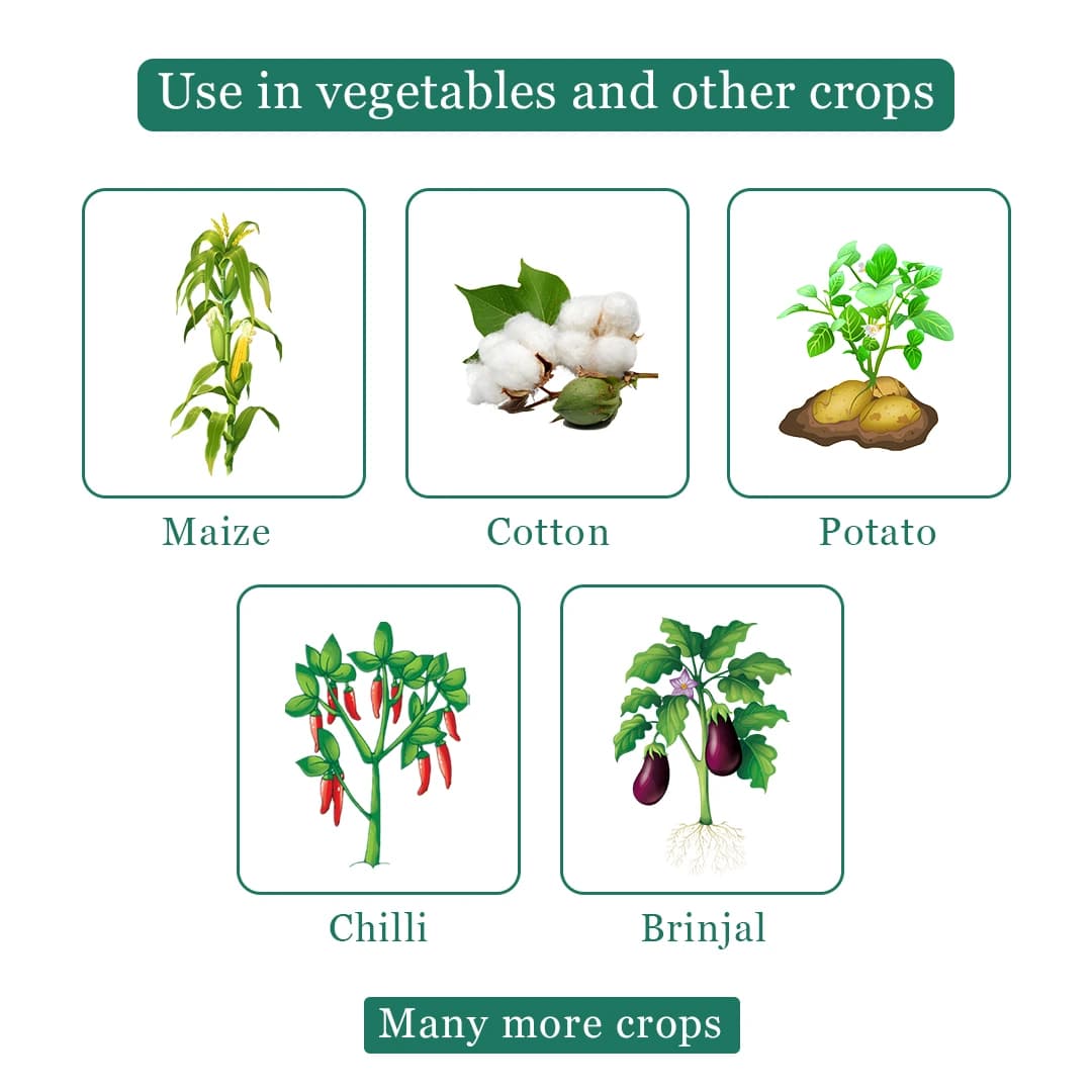 HEDO Verti (Verticillium Lecanii 1.15% Wp) Bio Pesticide, Targets A Wide Range Of Pests Like Aphids, Thrips, Etc - Image 4