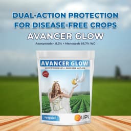 UPL Avancer Glow Azoxystrobin 8.3% + Mancozeb 66.7% WG, Specially For Chilli And Grape. 2