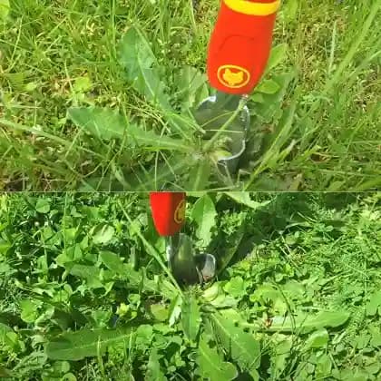 Wolf Garten Thistle Extractor (IW-M) 4cm, Used for Weed Control, Garden Maintenance, Lawn Care, Portable and Lightweight - Image 3