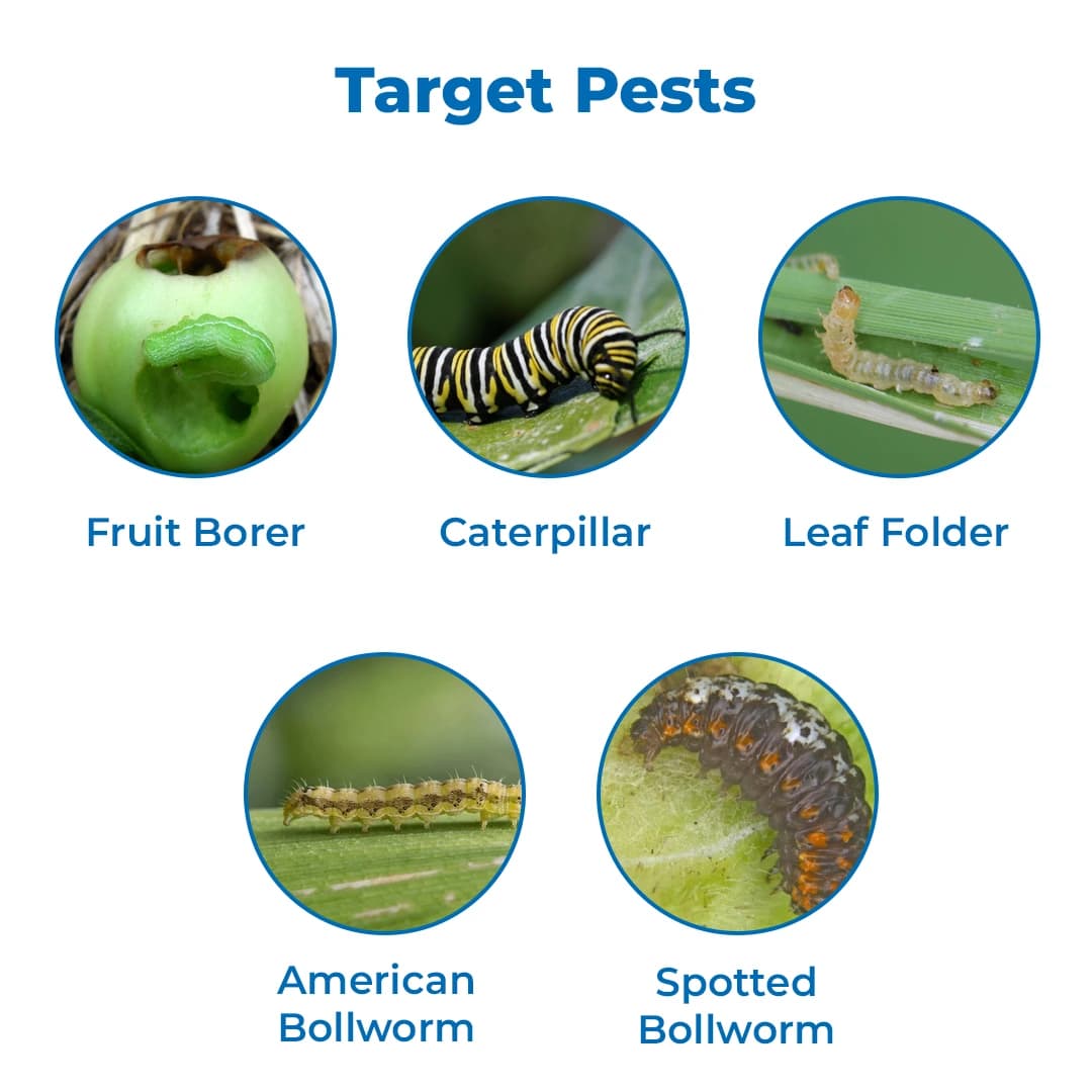 EBS Cargar Insecticide - Image 3