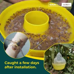 Gaiagen Pheromone Fruit Fly Lure (Bactrocera dorsalis) And Insect Fly Trap, IMO Certified 3