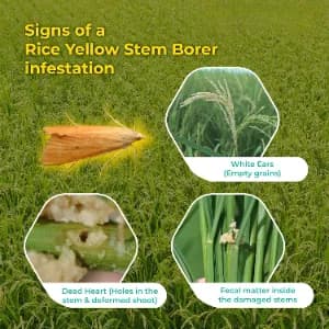 SK Agrotech Scirpophaga Incertulas (Rice Yellow Stem Borer) Pheromone Trap With Lure - Effective Control For Rice Yellow Stem Borer - Image 7