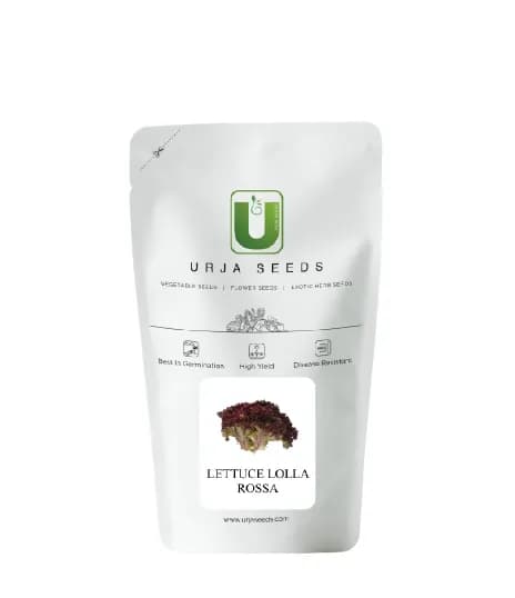 Urja Lettuce Lolla Rossa Imported Seeds, Vibrant Red with Frills, Best In Germination - Image 2