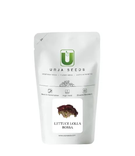 Urja Lettuce Lolla Rossa Imported Seeds, Vibrant Red with Frills, Best In Germination