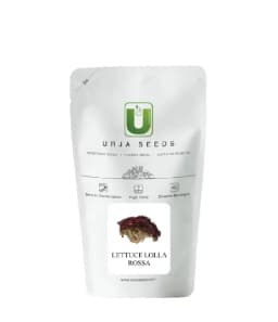 उर्जा लेट्यूस लोला रोसा आयातित बीज, फ्रिल्स के साथ जीवंत लाल, अंकुरण में सर्वश्रेष्ठ. 1