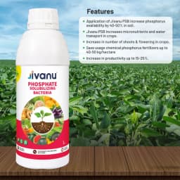 Green Revolution Jivanu PSB Phosphate Solubilizing Bacteria Liquid Bio Fertilizer, Improves Nutrient Uptake 3
