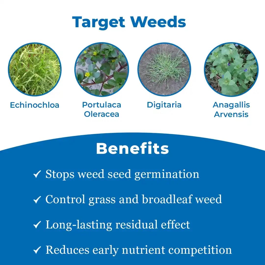 Strom+ Pendimethalin 30% EC Herbicide , Control Weeds Like Echinochloa Spp., Euphorbia Hirta, Amarnanthus Viridis, Portulaca Oleracea etc. - Image 3