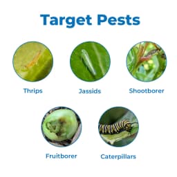 PI Brofreya Broflanilide 20% SC Mainly used for management of Lepidopteran & sucking pests 3