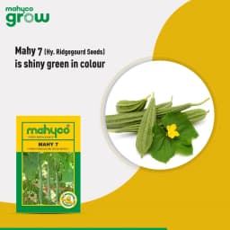 Mahyco MHRG 7 F1 Hybrid Ridge Gourd Seeds, High Yield, Long Shiny Green Fruits 2