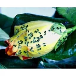 Ramcides Theme Acetamiprid 20% SP Insecticide, Effective For Whitefly And Sucking Pest Control For All Plants 6