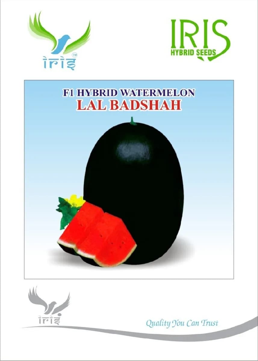 Iris Hybrid Fruit Seeds, F1 Hybrid Watermelon Lal Badshah, Black Color Blocky Segment - Image 1