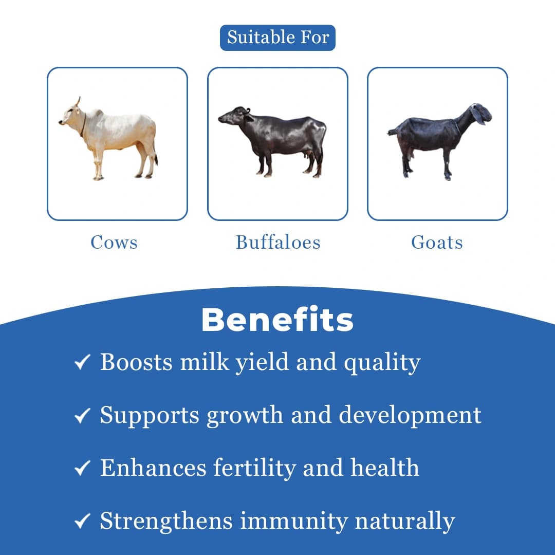 VetMantra Cal Gold - Calcium for Milk Enhancer, Vitamins Mineral Mixture, Best For Milk Enhancer - Image 4
