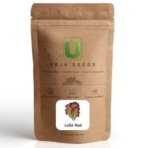 ऊर्जा लोला लाल सलाद के बीज, गहरे लाल किनारों के साथ भारी झालरदार हरी पत्तियां.