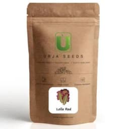 ऊर्जा लोला लाल सलाद के बीज, गहरे लाल किनारों के साथ भारी झालरदार हरी पत्तियां. 1